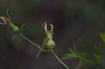 Panhandle meadowbeauty